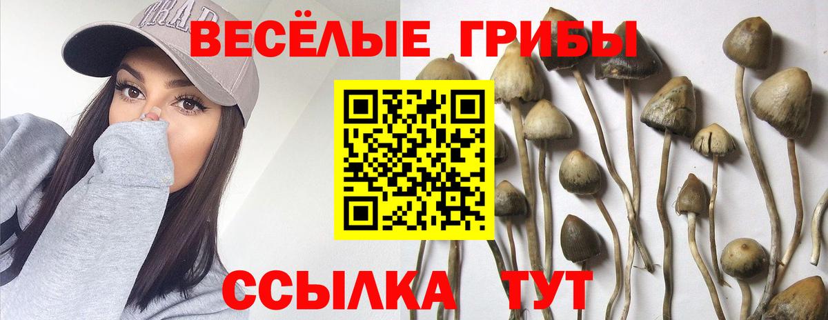 Феодосия  Псилоцибиновые грибы мицелий  Вход с VPN  Галлюциногенные грибы MAGIC MUSHROOMS 